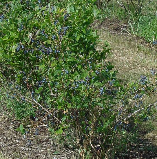 Photo of Highbush Blueberry (Vaccinium corymbosum) uploaded by Calif_Sue