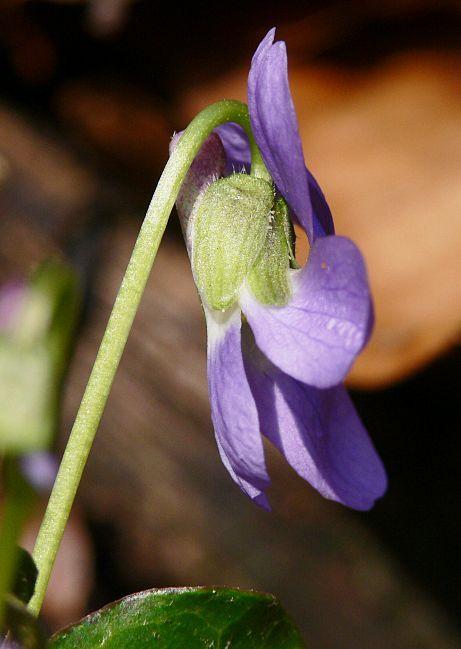 Photo of Sweet Violet (Viola odorata) uploaded by Calif_Sue