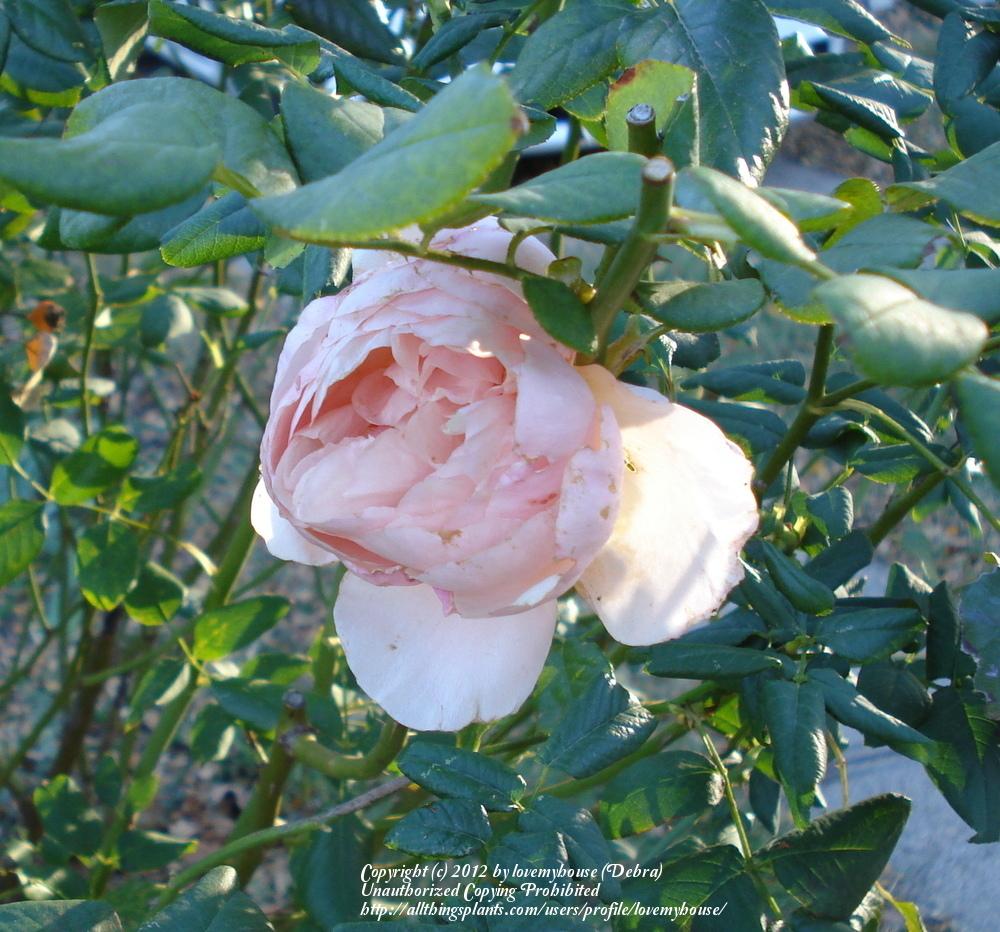 Photo of Rose (Rosa 'Heritage') uploaded by lovemyhouse