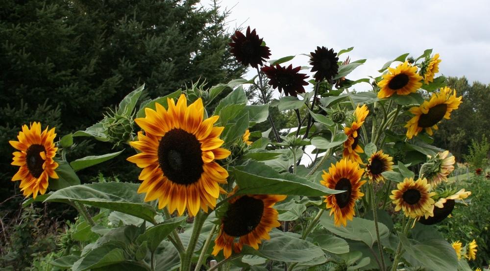 Photo of Sunflowers (Helianthus annuus) uploaded by 4susiesjoy