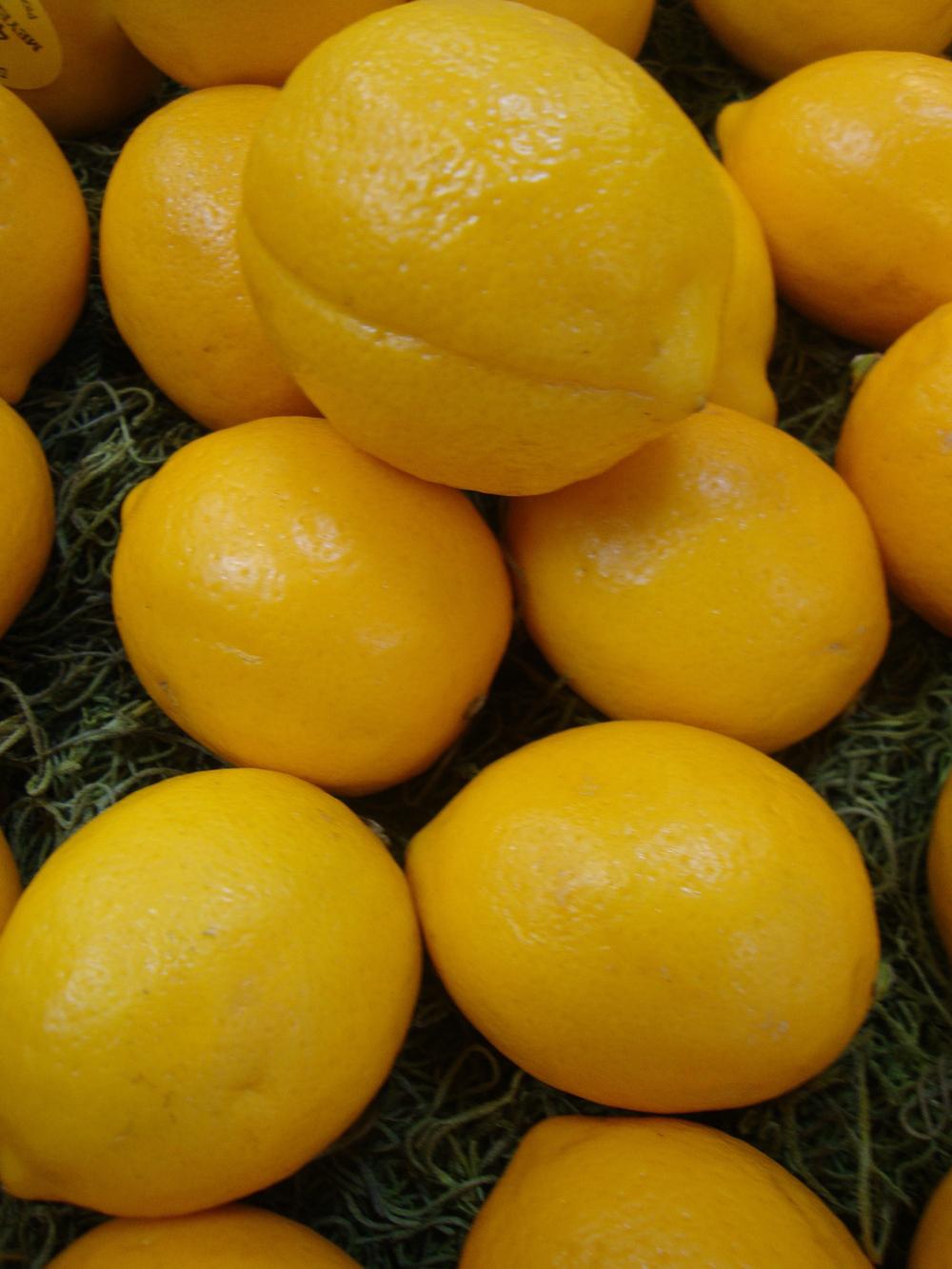 Photo of Lemon (Citrus x limon) uploaded by Paul2032