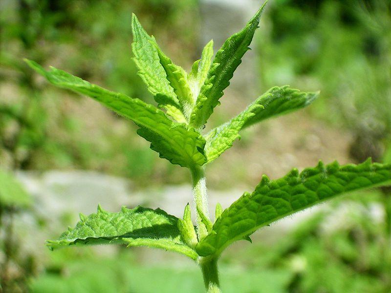 Photo of Spearmint (Mentha spicata) uploaded by SongofJoy