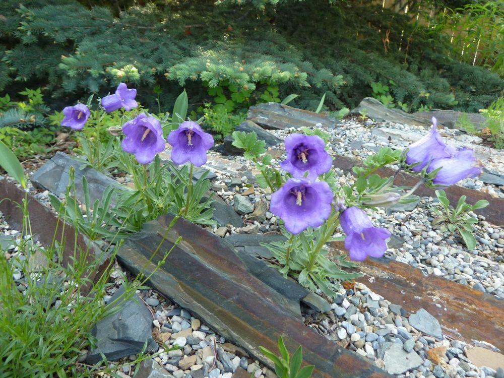Photo of Alpine Bellflower (Campanula alpestris) uploaded by growitall