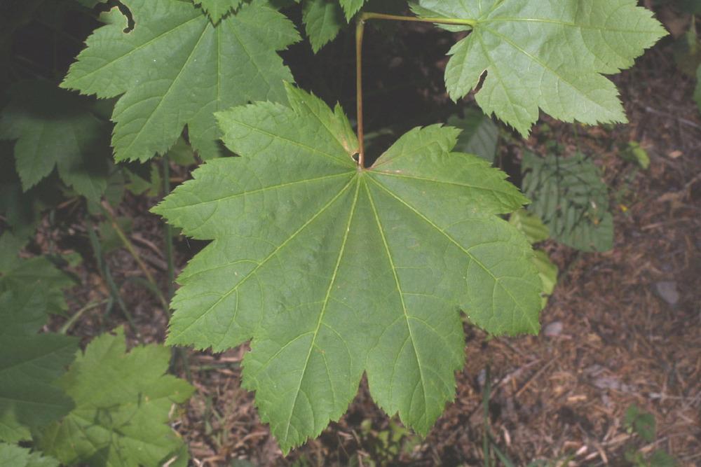 Photo of Vine Maple (Acer circinatum) uploaded by SongofJoy