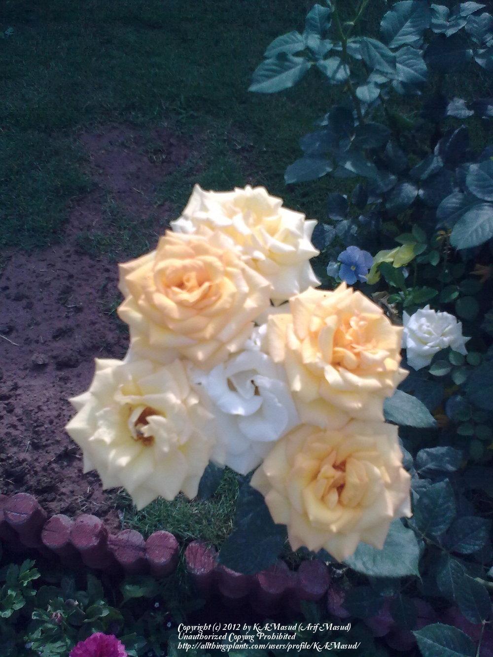 Photo of Roses (Rosa) uploaded by KAMasud