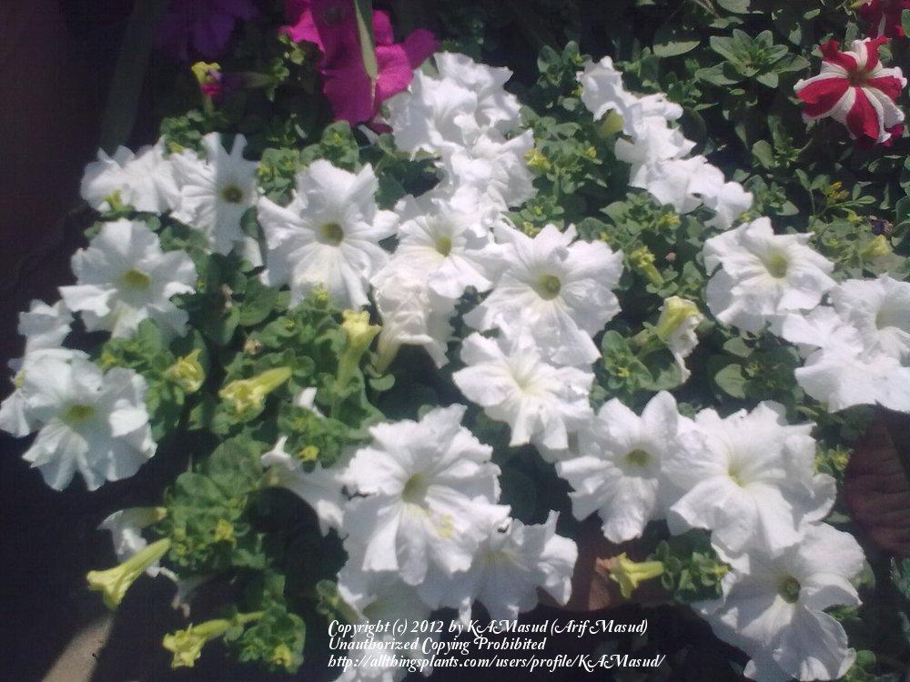 Photo of Petunias (Petunia) uploaded by KAMasud