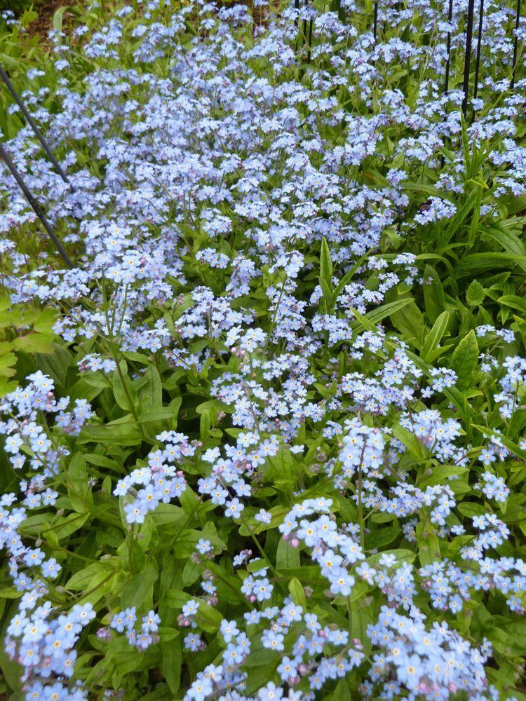 Photo of Forget-Me-Not (Myosotis sylvatica) uploaded by growitall