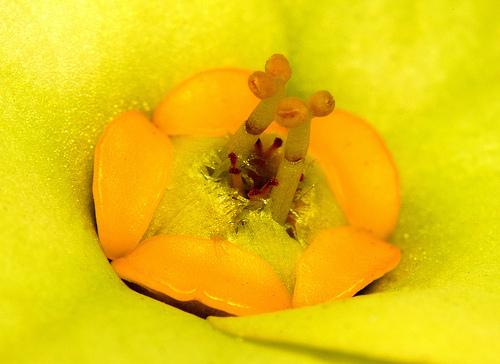 Photo of Crown of Thorns (Euphorbia milii) uploaded by SongofJoy