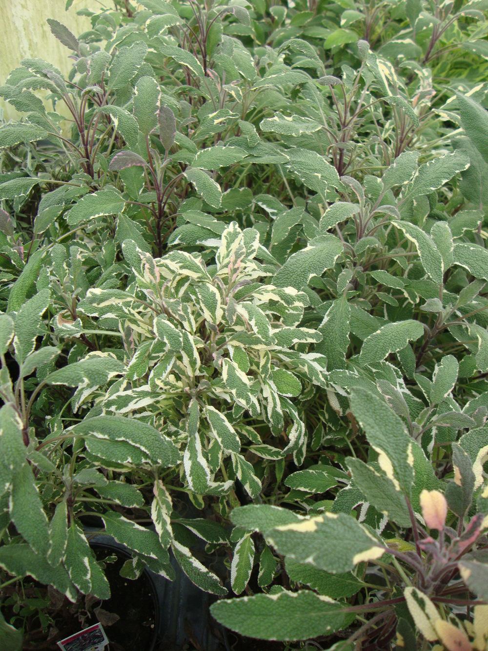 Culinary Sages Plant Care and Collection of Varieties