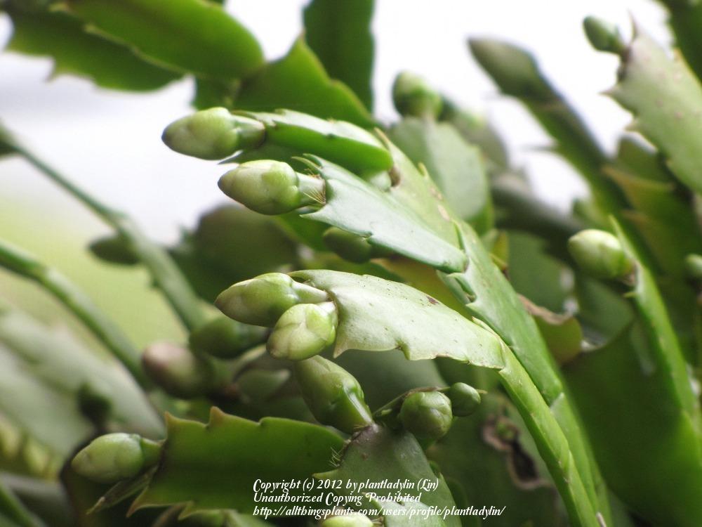 Photo of Christmas Cactus (Schlumbergera truncata) uploaded by plantladylin