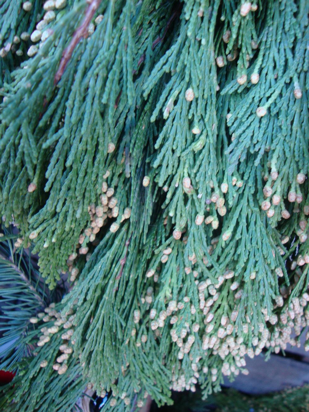 Photo of Incense Cedar (Calocedrus decurrens) uploaded by Paul2032