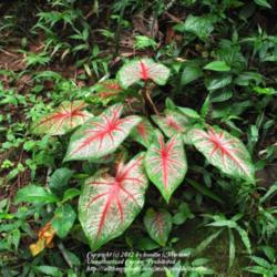 Location: Growing wild in the rainforest, Paraty, Brazil
Date: 2010-01-19