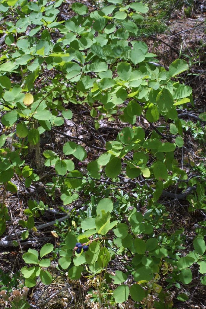 Photo of Serviceberry (Amelanchier alnifolia) uploaded by SongofJoy