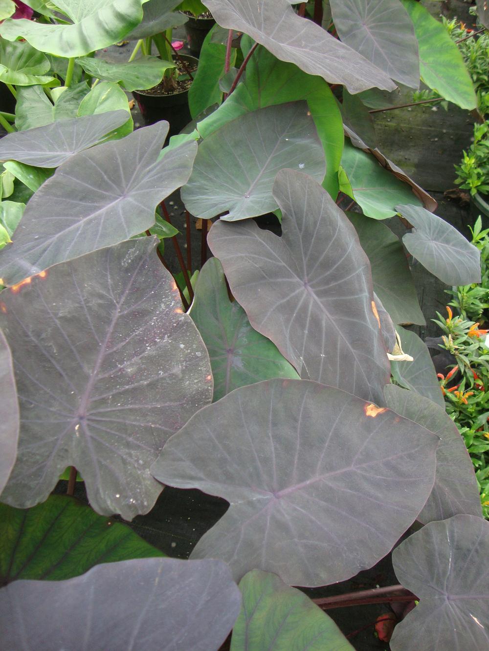 Photo of Elephant Ears (Colocasia) (Colocasia) uploaded by Paul2032