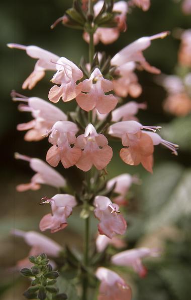 Photo of Sage (Salvia coccinea Summer Jewel™ Pink) uploaded by SongofJoy