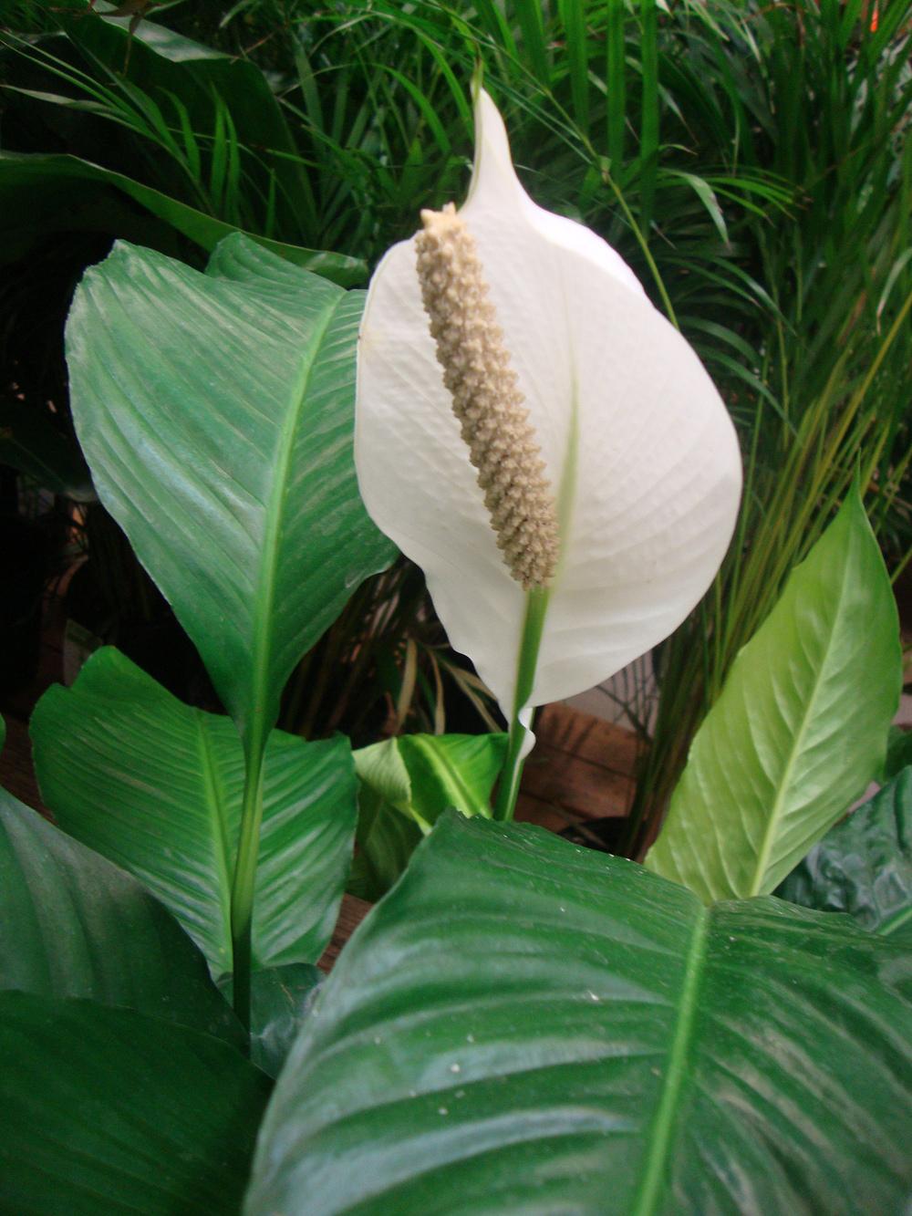 Photo of Peace Lilies (Spathiphyllum) uploaded by Paul2032