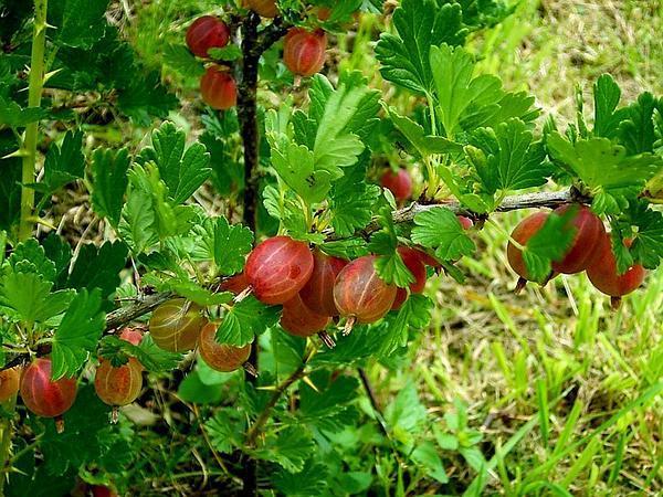Photo of Gooseberry (Ribes uva-crispa) uploaded by SongofJoy