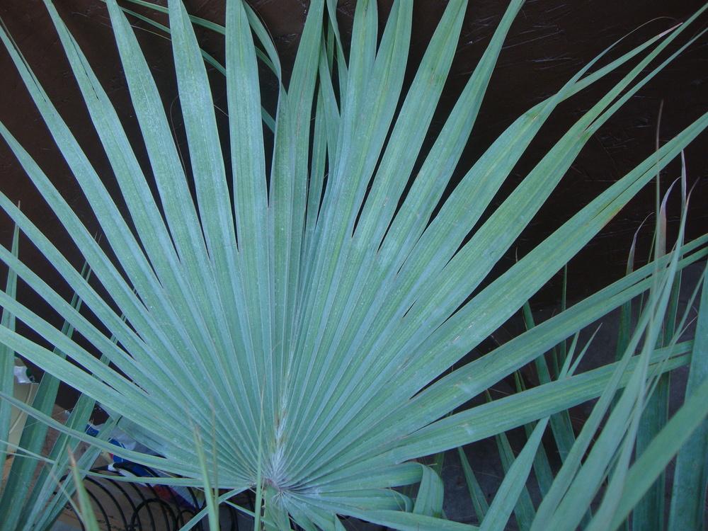 Photo of Mexican Blue Palm (Brahea armata) uploaded by Paul2032