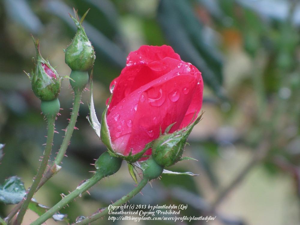 Photo of Rose (Rosa 'Knock Out') uploaded by plantladylin