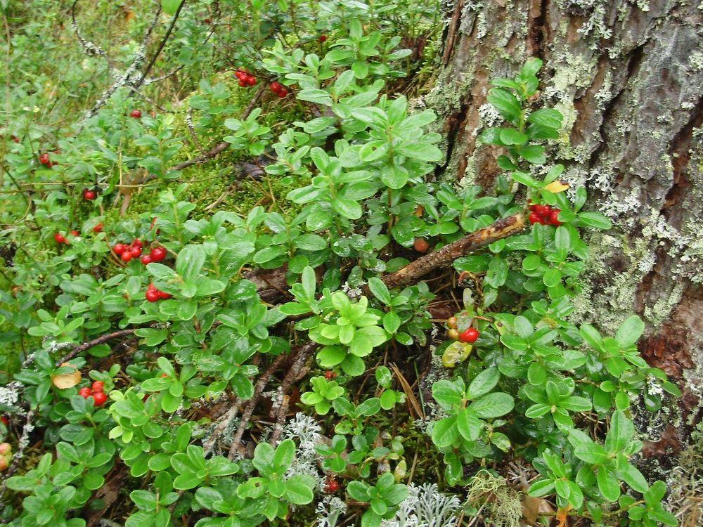 Photo of Lingonberry (Vaccinium vitis-idaea) uploaded by yurikashtanov