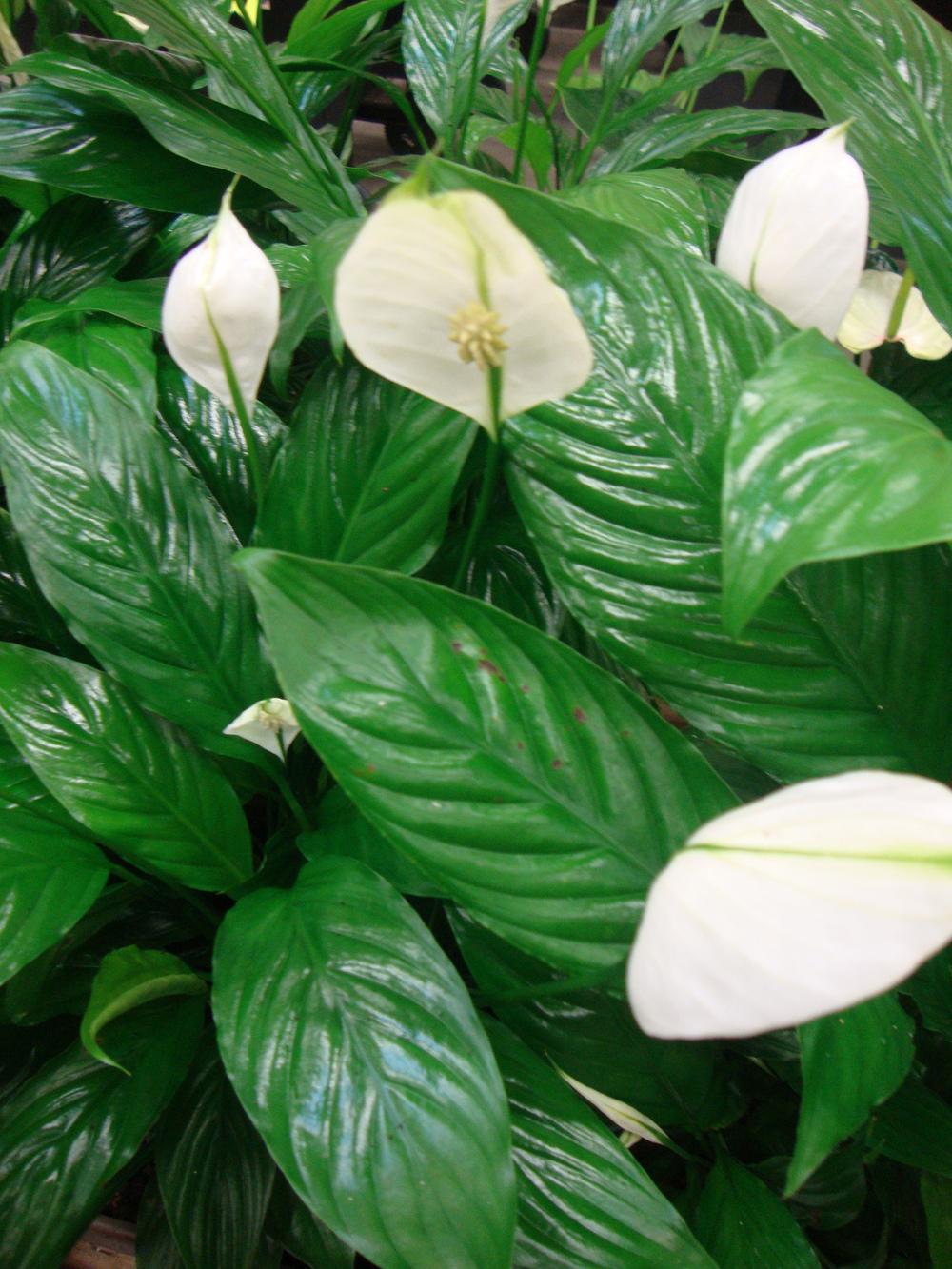 Photo of Peace Lilies (Spathiphyllum) uploaded by Paul2032