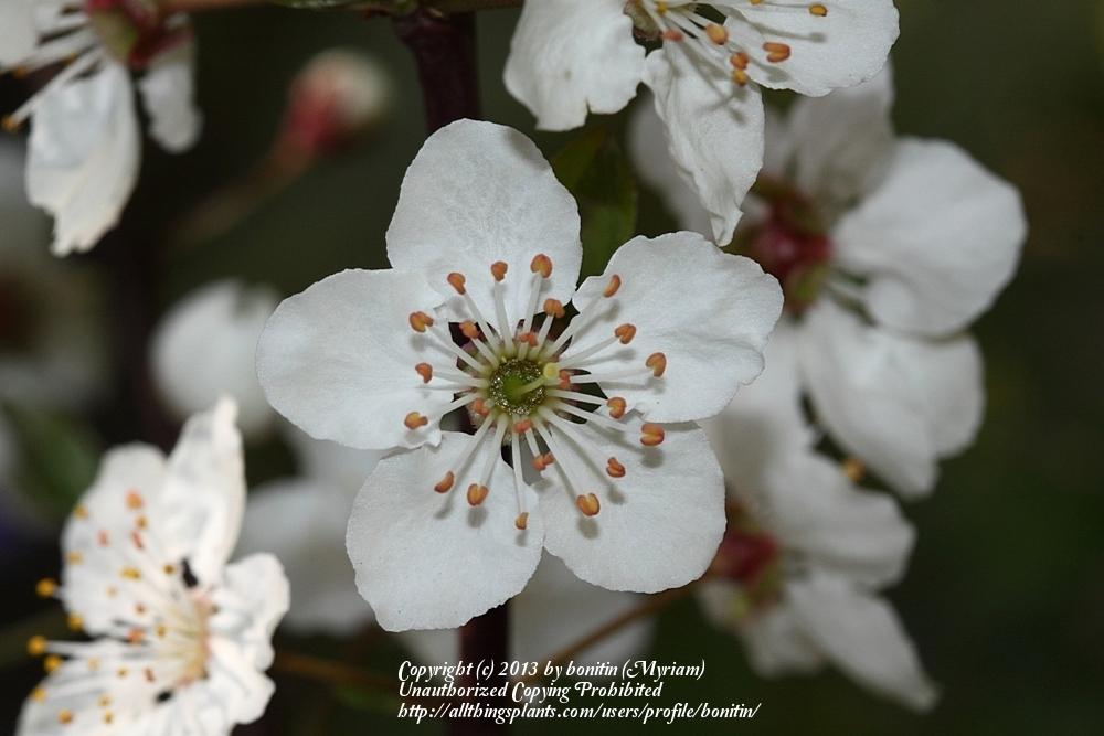Photo of Sweet Cherries (Prunus avium) uploaded by bonitin