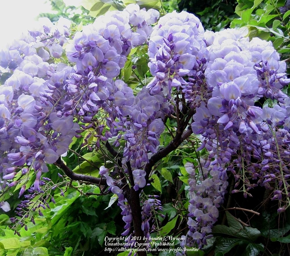 Photo of Chinese Wisteria (Wisteria sinensis) uploaded by bonitin