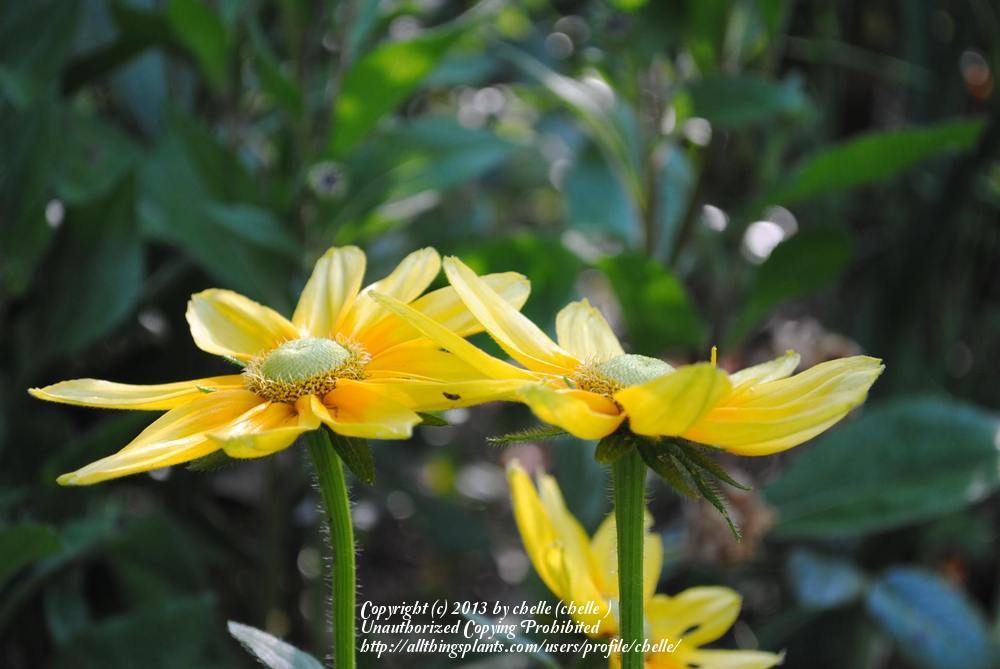 Photo of Black Eyed Susans (Rudbeckia) uploaded by chelle