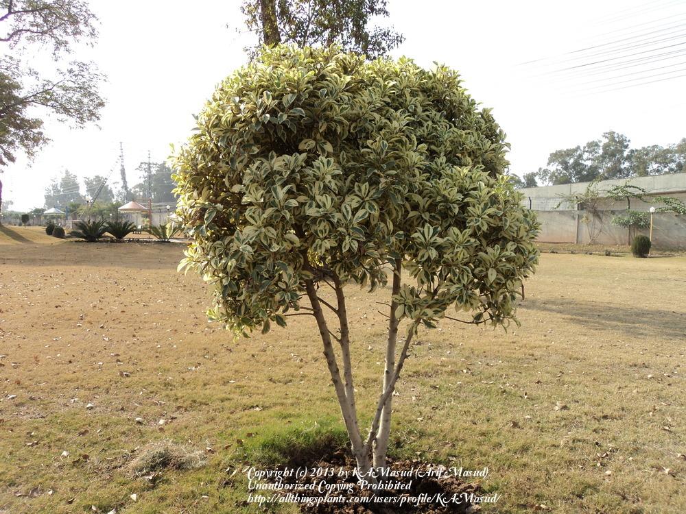 Photo of Weeping Fig (Ficus benjamina 'Variegata') uploaded by KAMasud