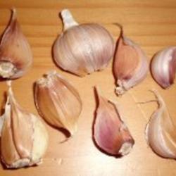 
Date: Winter
Brown Tempest Garlic Cloves