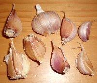 Photo of Garlic (Allium sativum 'Brown Tempest') uploaded by joseph