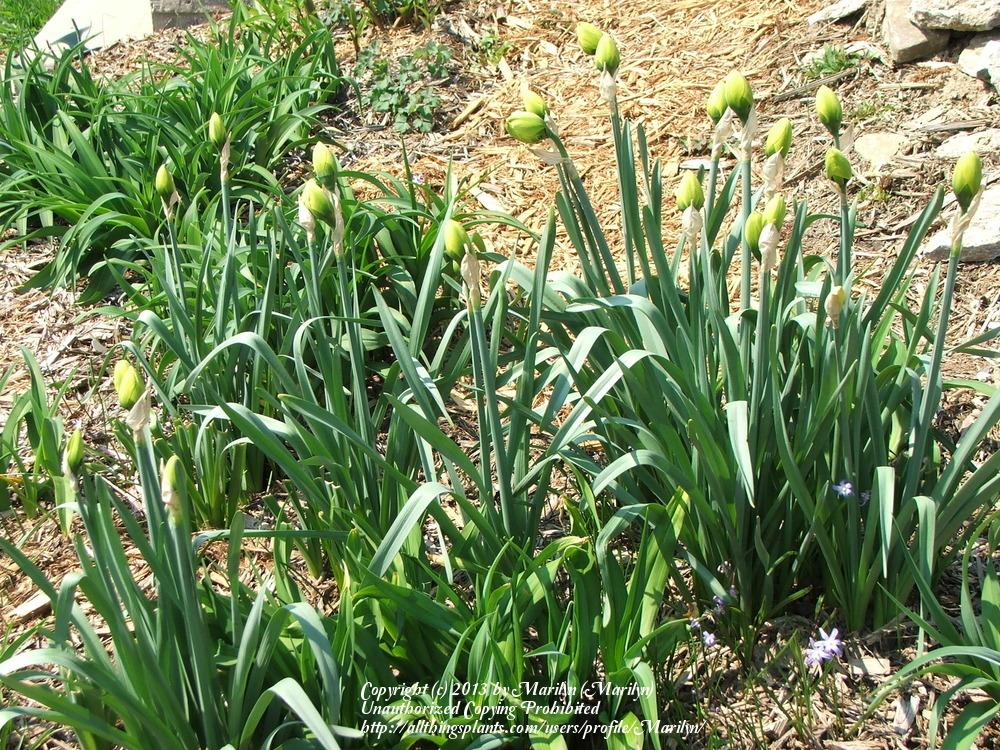 Photo of Daffodils (Narcissus) uploaded by Marilyn