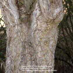 Location: Nature reserve, Gent, Belgium
Date: 2013-01-10
Old tree