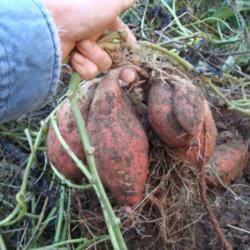 Location: MoonDance Farm, NC
Date: 2012-11-10
A clump of sweetpotato tubers from one plant. Note how they are a