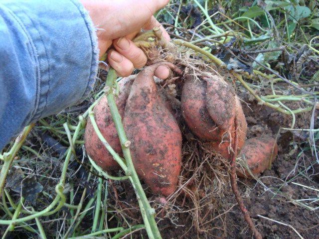 Photo of Sweet Potatoes (Ipomoea batatas) uploaded by Horseshoe