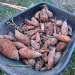 Location: MoonDance Farm, NC
Date: 2012-11-10
A wheelbarrow load of sweetpotato tubers; this harvest came from 