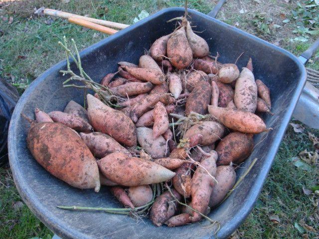 Photo of Sweet Potatoes (Ipomoea batatas) uploaded by Horseshoe