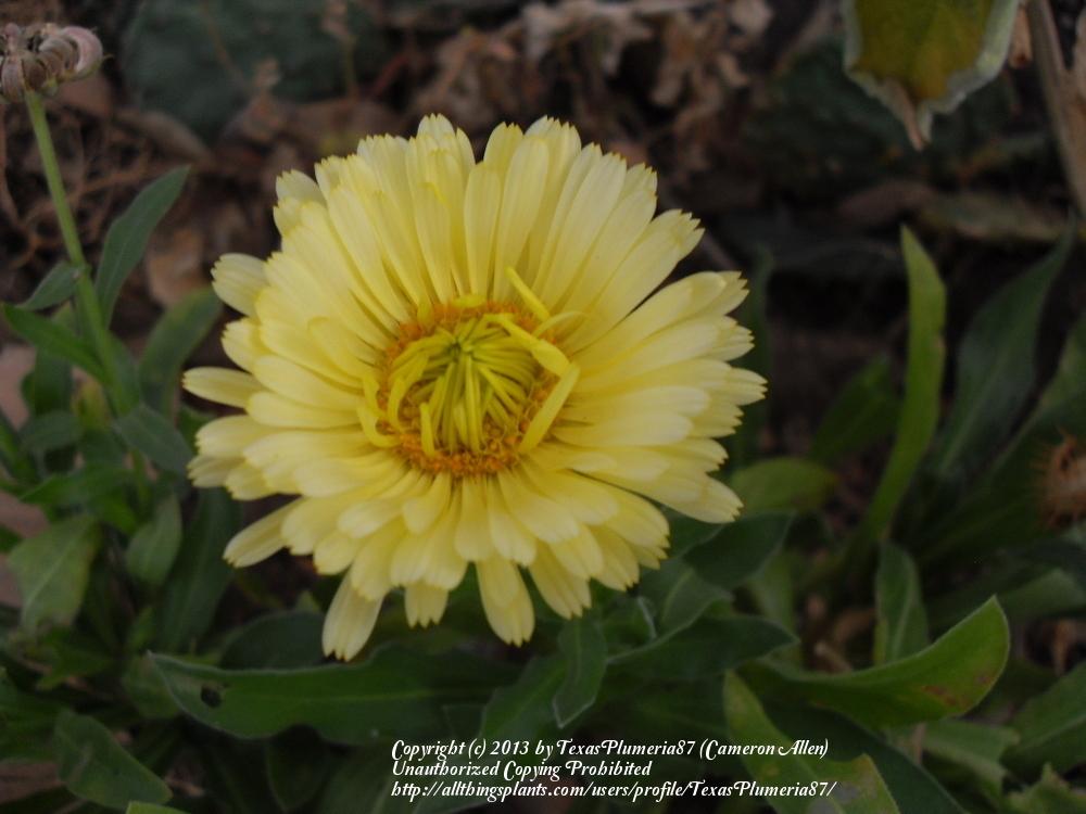 Photo of Pot Marigold (Calendula officinalis) uploaded by TexasPlumeria87
