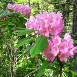Location: Seattle WA 
Date: 2007-07-01
Species rhododendrons on the \"Tubal Cain mine trail\" east Olymp