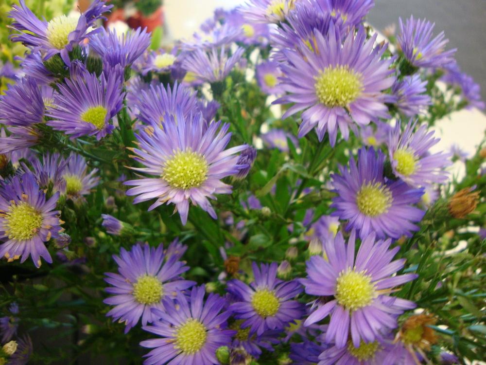 Photo of Asters (Aster) uploaded by Paul2032
