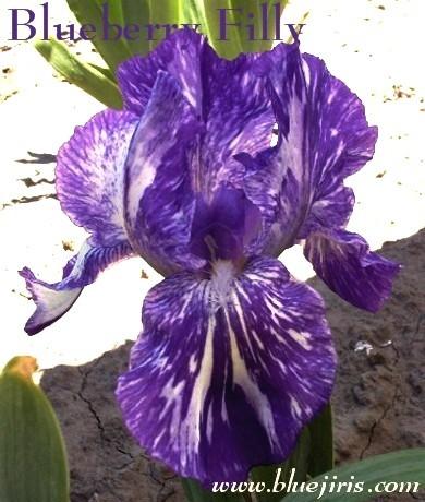 Photo of Intermediate Bearded Iris (Iris 'Blueberry Filly') uploaded by Calif_Sue