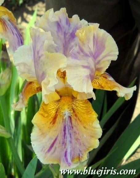 Photo of Tall Bearded Iris (Iris 'Circus Top') uploaded by Calif_Sue