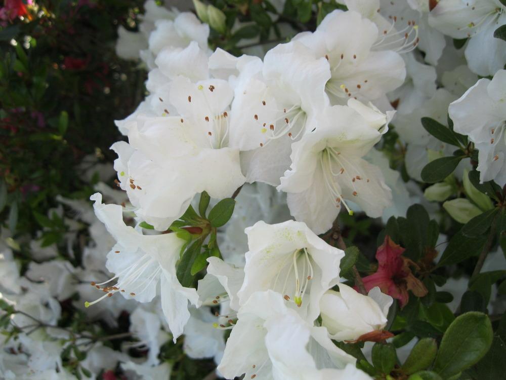 Photo of Rhododendrons (Rhododendron) uploaded by Carolyn22