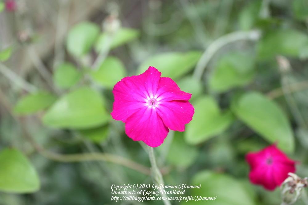 Photo of Rose Campion (Silene coronaria) uploaded by Shannon