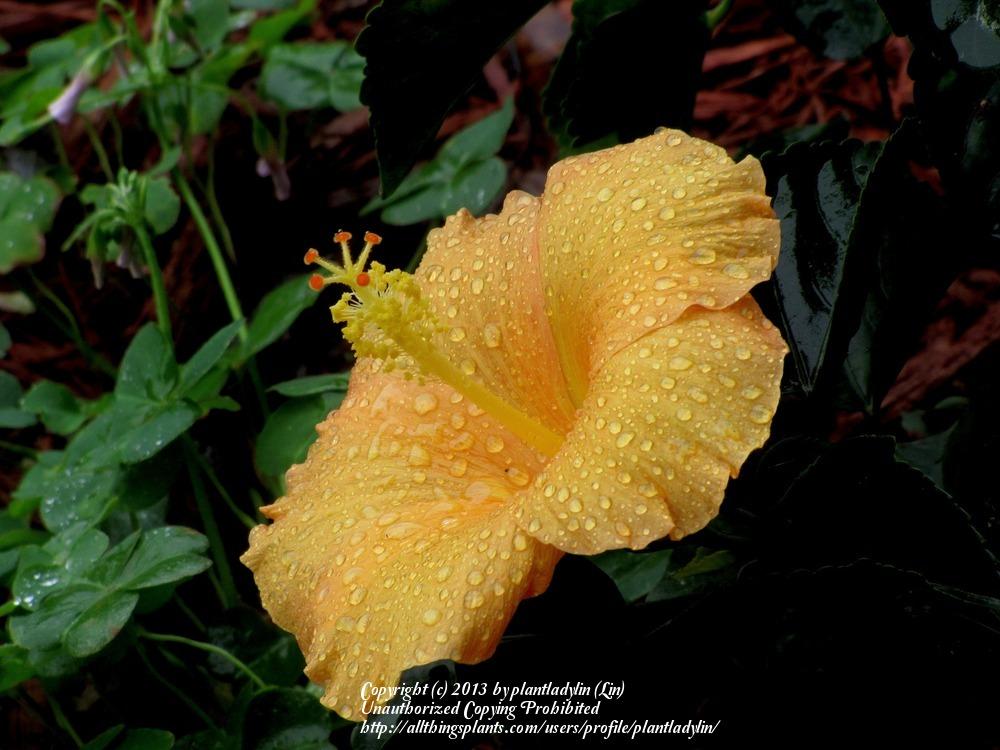 Photo of Tropical Hibiscus (Hibiscus rosa-sinensis 'Fort Myers Yellow') uploaded by plantladylin