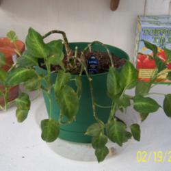 Location: My green house
Date: 2-19-2013
the leaves are dying off. I only water it once a week and just re