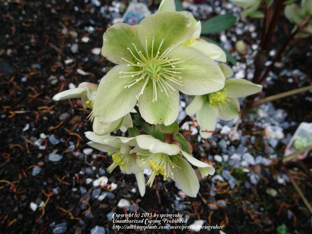 Photo of Hellebores (Helleborus) uploaded by springcolor