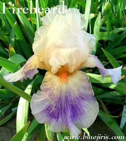 Photo of Tall Bearded Iris (Iris 'Firebeard') uploaded by Calif_Sue
