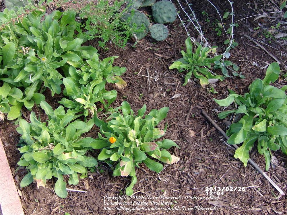 Photo of Pot Marigold (Calendula officinalis) uploaded by TexasPlumeria87