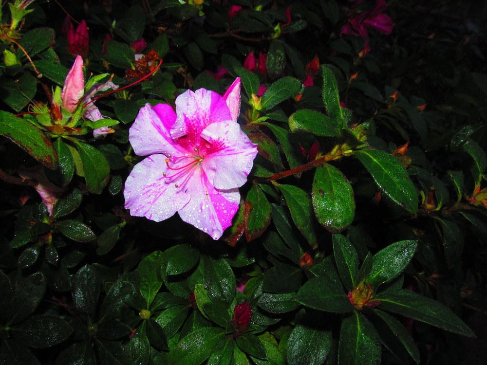 Photo of Satsuki Azalea (Rhododendron indicum) uploaded by jmorth